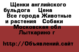 Щенки английского бульдога  › Цена ­ 60 000 - Все города Животные и растения » Собаки   . Московская обл.,Лыткарино г.